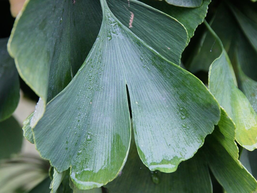 Ginkgo, Presidential Gold