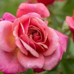 Floribunda Rose, Queen of Elegance