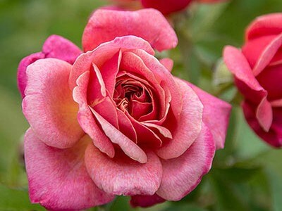 Floribunda Rose, Queen of Elegance