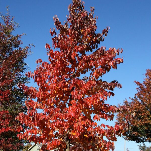 Black Gum, Red Rage
