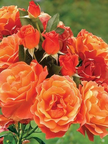 Floribunda Rose, Livin' Easy