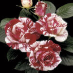 Floribunda Rose, Scentimental