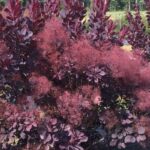 Smokebush, Winecraft Black