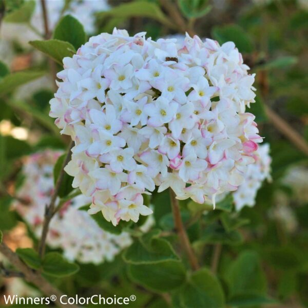 Viburnum, Spice Baby