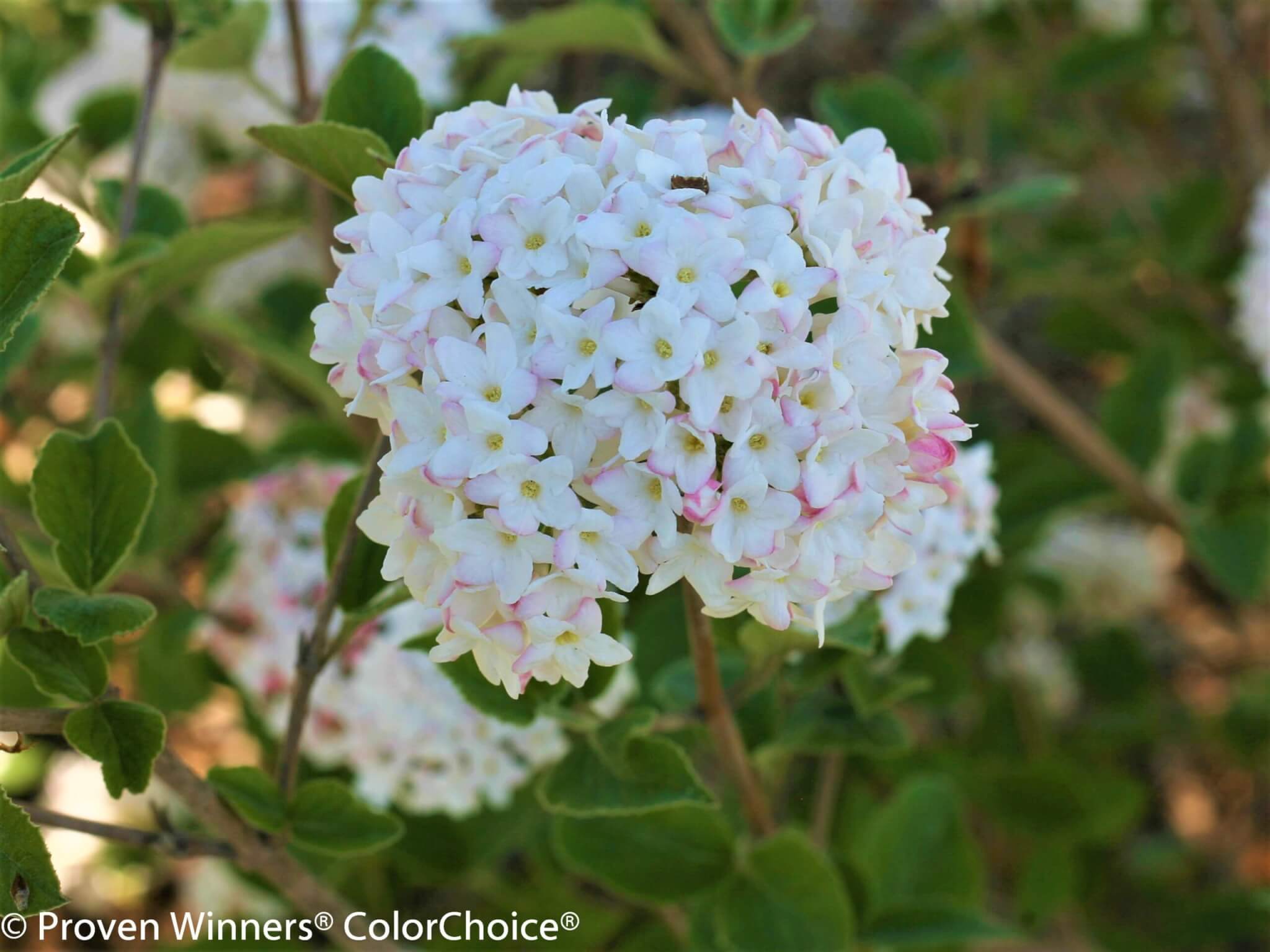 Viburnum, Spice Baby