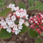 Viburnum, Spice Girl