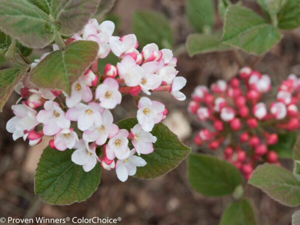 Viburnum, Spice Girl