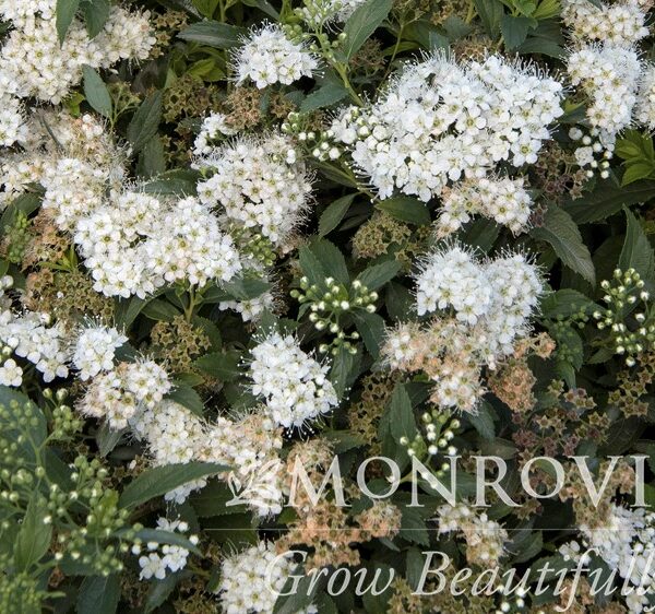 Spirea, Japanese Yeti
