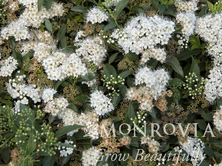 Spirea, Japanese Yeti