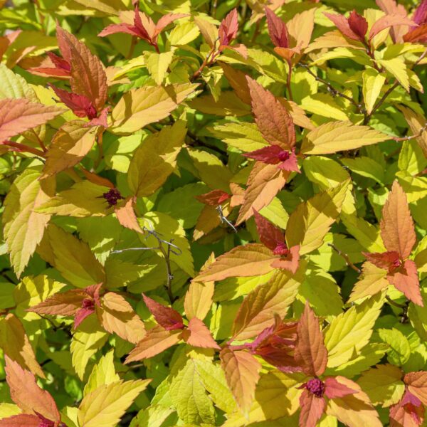 Spirea, Rainbow Fizz