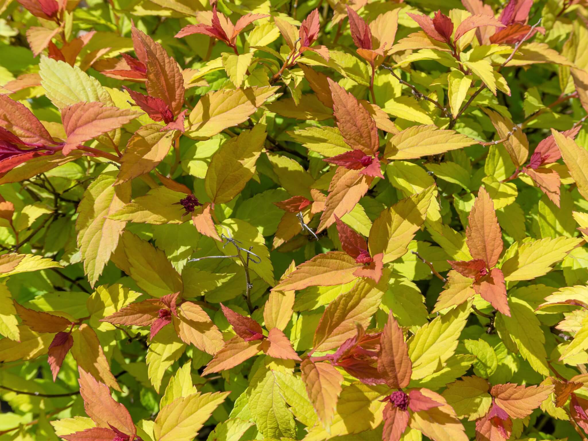 Spirea, Rainbow Fizz