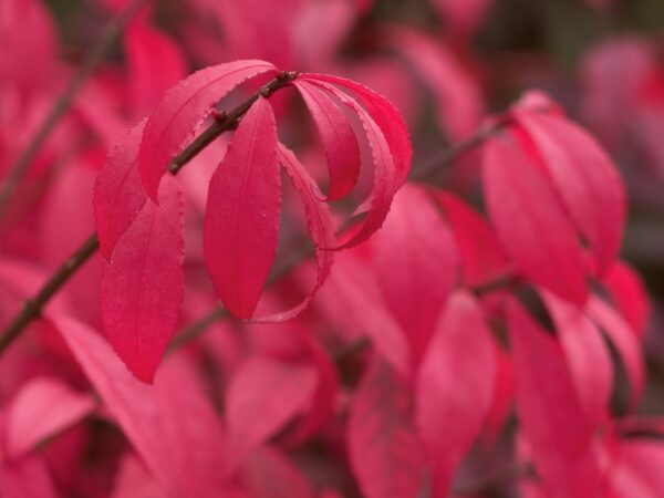 Burning Bush, Unforgettable Fire