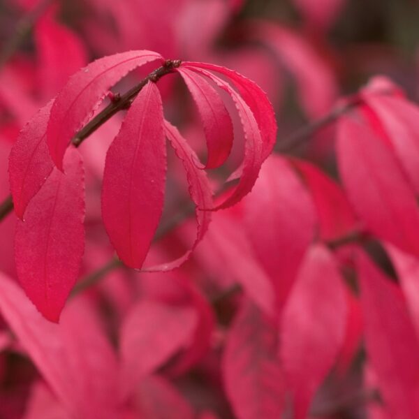 Burning Bush, Unforgettable Fire