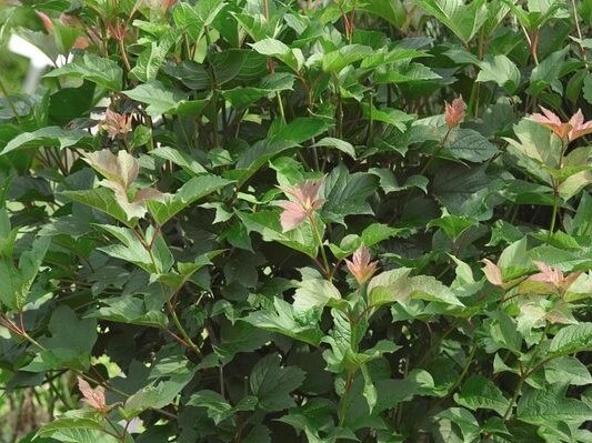 Viburnum, Cranberrybush American Redwing