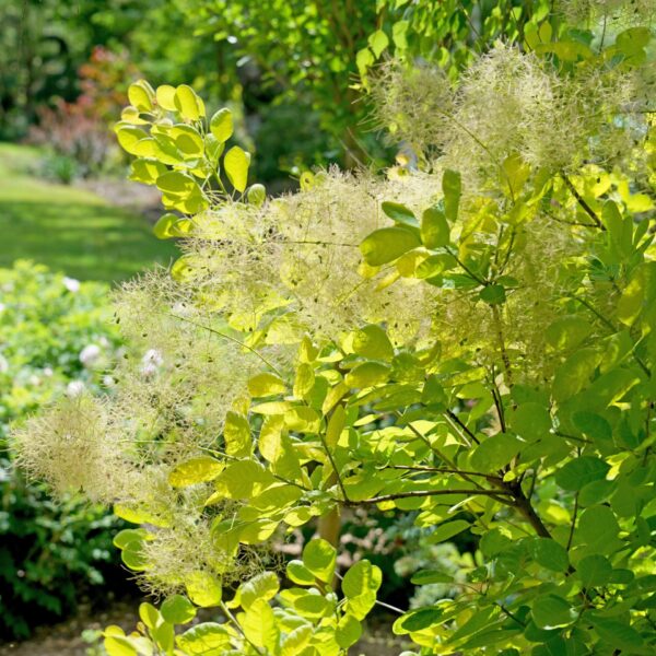 Smokebush, Winecraft Gold