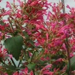 Agastache, Morello