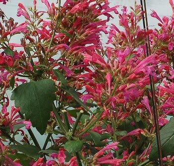 Agastache, Morello