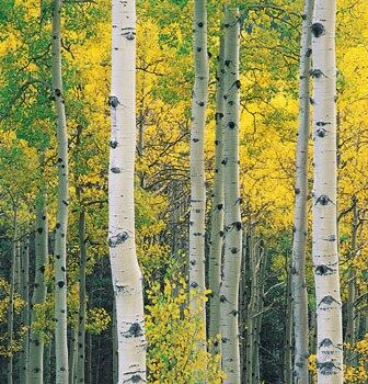 Aspen, Quaking