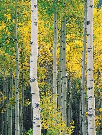 Aspen, Quaking