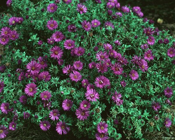 Aster, Purple Dome