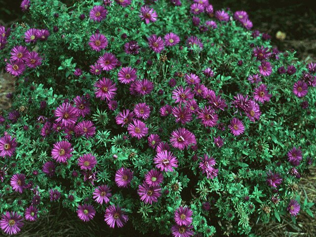 Aster, Purple Dome