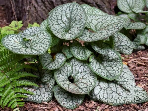 Brunnera, Jack of - Nursery