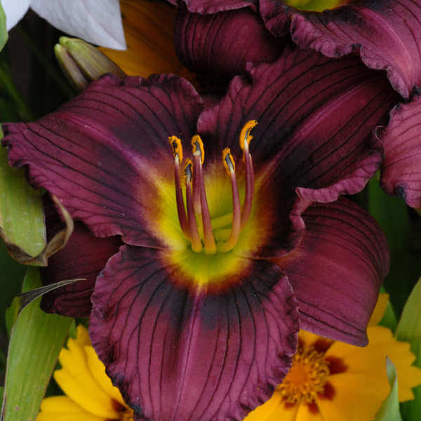 Daylily, Little Grapette