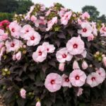 Hibiscus, Dark Mystery
