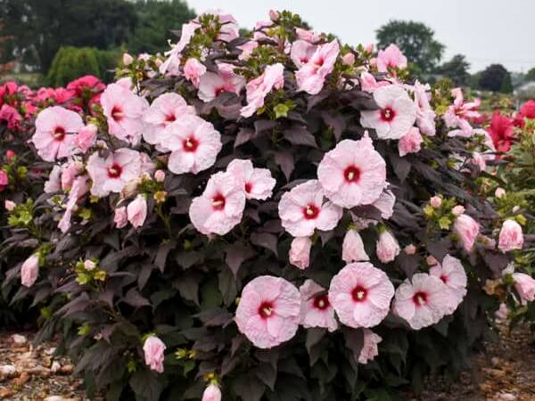 Hibiscus, Dark Mystery