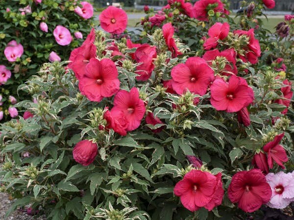 Hibiscus, Summer Carnival