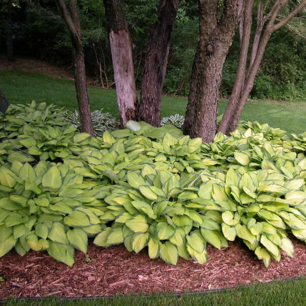 Hosta, Gold Standard