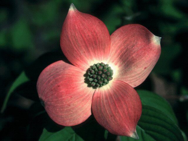 Dogwood, Rutgers Stellar Pink