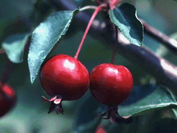 Crabapple, Selkirk - Image 2
