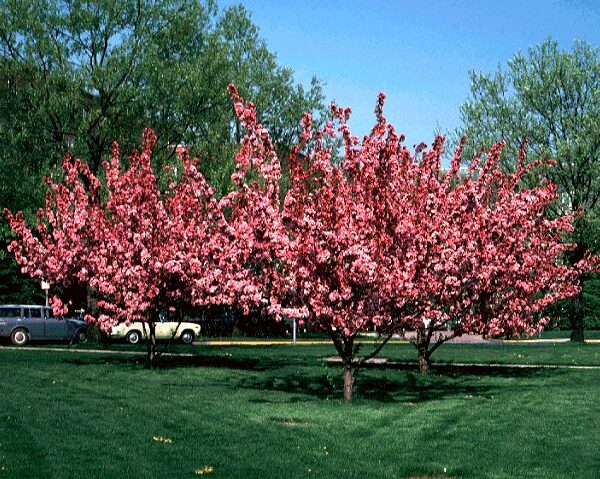 Crabapple, Selkirk