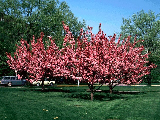 Crabapple, Selkirk