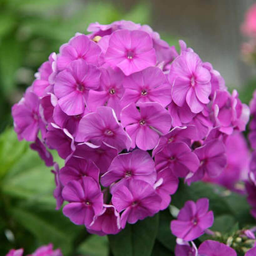 Phlox, Flame Purple Eye