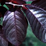 Chokecherry, Canada Red