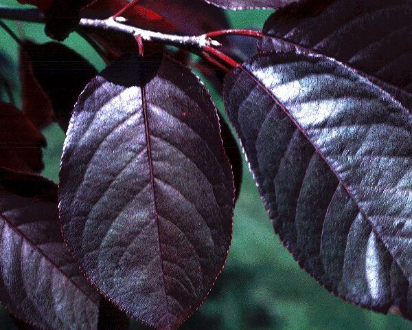 Chokecherry, Canada Red
