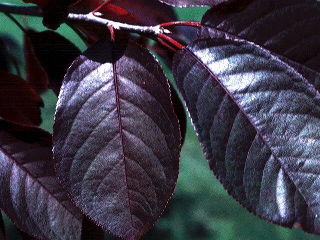 Chokecherry, Canada Red