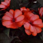 Impatiens, New Guinea Petticoat Red Star