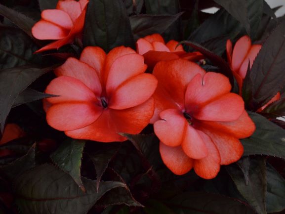 Impatiens, New Guinea Petticoat Red Star