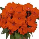Impatiens, New Guinea Magnum Orange