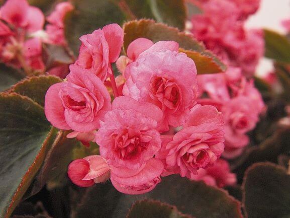 Begonia, Doublet Rose