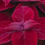 Coleus, Main Street Beale Street