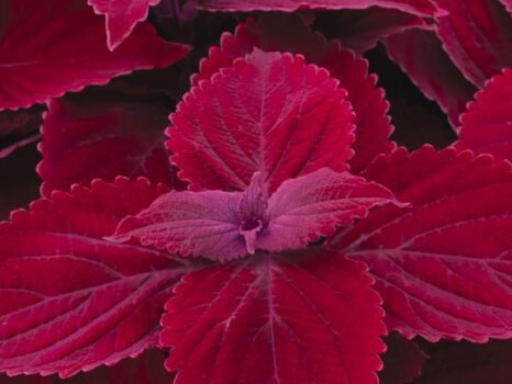 Coleus, Main Street Beale Street - Campbell’s Nursery