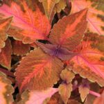 Coleus, Main Street Sunset Boulevard
