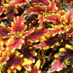 Coleus, Stained Glassworks Golden Gate
