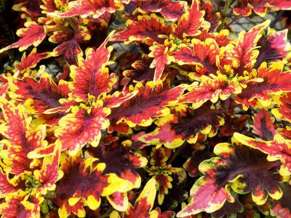Coleus, Stained Glassworks Golden Gate