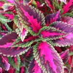 Coleus, Main Street Ruby Road