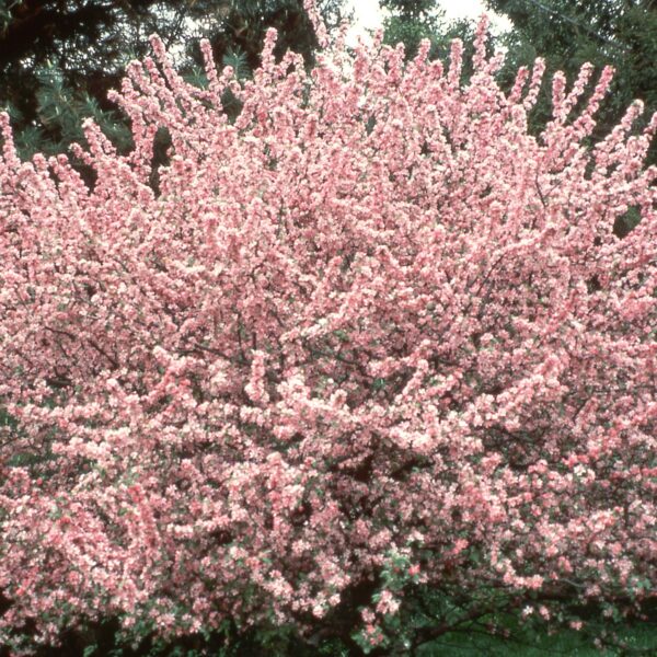 Crabapple, Adams